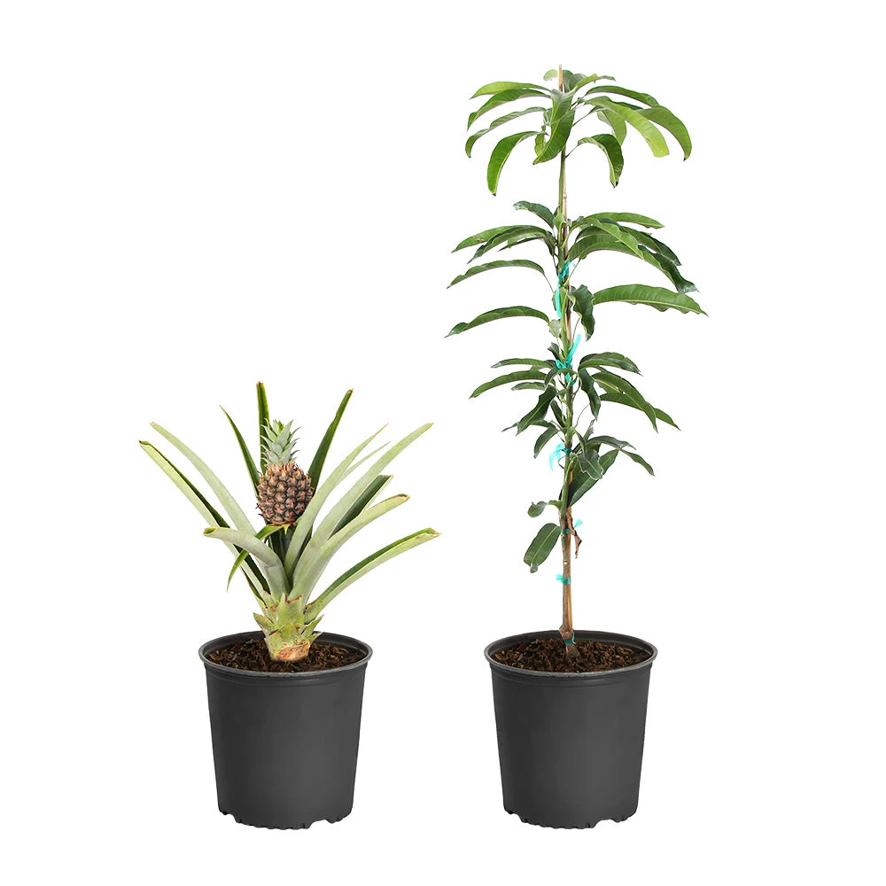 Salsa Kit 4 Salsa Kit - Image 2