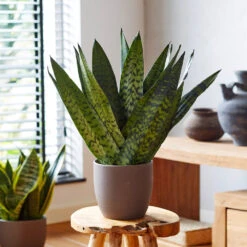 New Apartment House Plant Kit -Green Plant Store Sansevieria Zeylandica 2 b962a2c6 7794 4c00 bcc0 44626111a514