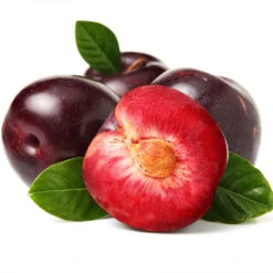 Satsuma Plum Tree -Green Plant Store Satsuma Plum 2