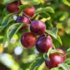 Satsuma Plum Tree -Green Plant Store Satsuma Plum 600x600 ac1fa119 665e 4703 805a ba2b5c7c1b8d
