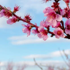 Donut Saturn Peach Tree 13 Donut Saturn Peach Tree -Green Plant Store Saturn Peach Tree 4 19c82b04 5fc8 4f38 9ffb 3e59ae0ee35b