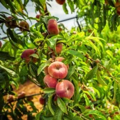 Donut Saturn Peach Tree 14 Donut Saturn Peach Tree -Green Plant Store Saturn Peach Tree 5 21ea4320 798c 41bd 932e b7297febbf6c
