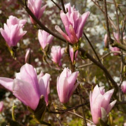 Saucer Magnolia Tree -Green Plant Store Saucer Magnolia 2 FGT