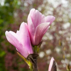 Saucer Magnolia Tree -Green Plant Store Saucer Magnolia 3