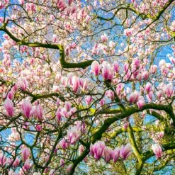 Saucer Magnolia Tree -Green Plant Store Saucer Magnolia 6