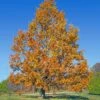 Sawtooth Oak Tree 1 Sawtooth Oak Tree -Green Plant Store Sawtooth Oak Tree FGT 600x600 74e4d3cc aacc 4698 8c15 b9038cc02f3f