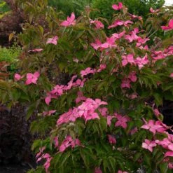 Scarlet Fire® Dogwood Tree 7 Scarlet Fire® Dogwood Tree -Green Plant Store Scarlett Fire 1