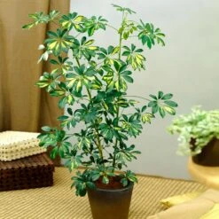 Sunset Hues House Plant Kit 14 Sunset Hues House Plant Kit -Green Plant Store Schefflera Trinette 1 8e92dc51 dc29 482e 9d14 119cf31a7b14