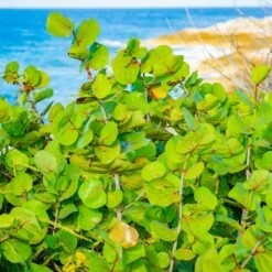 Sea Grape Bush -Green Plant Store Sea Gape 1