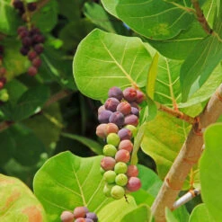 Sea Grape Bush -Green Plant Store Sea Gape 2