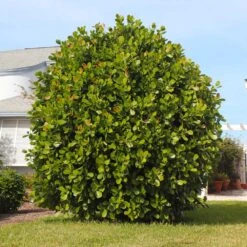 Sea Grape Bush -Green Plant Store Sea Gape 5