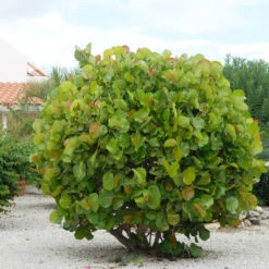 Sea Grape Bush -Green Plant Store Sea Gape 7