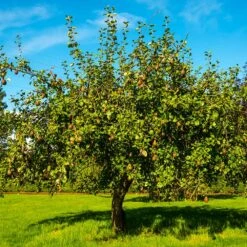 Seckel Pear Tree 9 Seckel Pear Tree -Green Plant Store Seckel Pear 1