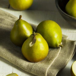 Seckel Pear Tree 10 Seckel Pear Tree -Green Plant Store Seckel Pear 5 6e8ce553 df81 45fb 9f36 8eefc63d7077