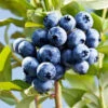 Sharpblue Blueberry Bush -Green Plant Store Sharpblue Blueberry 600x600 3abc7315 809e 49fc ba9e ba9700ad2e0f