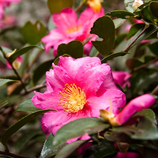 Camellia 'Shi-Shi Gashira' Shrub 3 Camellia 'Shi-Shi Gashira' Shrub