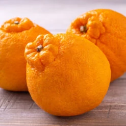 Shiranui Mandarin Tree -Green Plant Store Shiranui Mandarin 4 FGT