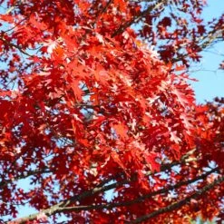 Shumard Oak Tree -Green Plant Store Shumard Oak 3