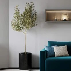 Sikitita Olive Tree 7 Sikitita Olive Tree -Green Plant Store Sikitata Olive 2