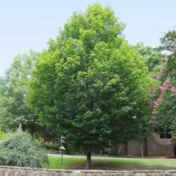 Silver Maple Tree -Green Plant Store Silver Maple Tree 6