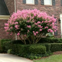 Sioux Crape Myrtle 11 Sioux Crape Myrtle -Green Plant Store Sioux Crape myrtle 2