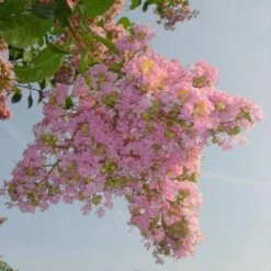 Sioux Crape Myrtle 10 Sioux Crape Myrtle -Green Plant Store Sioux Crape myrtle 4 FGT