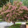 Sioux Crape Myrtle -Green Plant Store Sioux Crape myrtle FGT 600x600 c3f26958 d4d9 4062 b2b6 fe702d4b6de9