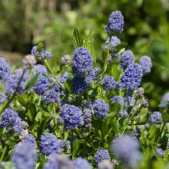 Skylark California Lilac 7 Skylark California Lilac -Green Plant Store Skylark California Lilac 3 FGT