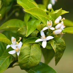 Smith Red Orange -Green Plant Store Smith Red Orange 7