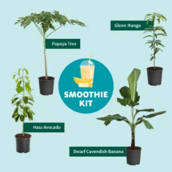 Smoothie Kit 11 Smoothie Kit -Green Plant Store SmoothieKitGraphic