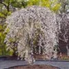 Snow Fountains® Weeping Cherry Tree 1 Snow Fountains® Weeping Cherry Tree -Green Plant Store Snow Fountains Weeping Cherry FGT 600x600 b932e64b fb28 4b2a b164 ea90e6be8b0b