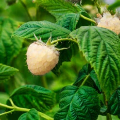 Snowbank White Blackberry Bush -Green Plant Store Snowbank Blackberry 1