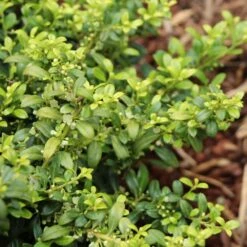 Soft Touch Holly Shrub 7 Soft Touch Holly Shrub -Green Plant Store Soft Touch Holly 4