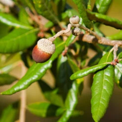 Live Oak Tree -Green Plant Store Southern Live Oak FGT 1