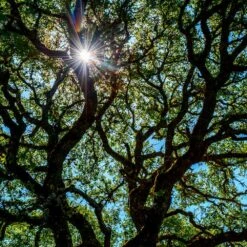 Live Oak Tree -Green Plant Store Southern Live Oak FGT 4