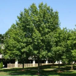 Southern Red Oak Tree 8 Southern Red Oak Tree -Green Plant Store Southern Red Oak 2