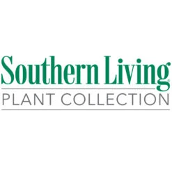 Flirt™ Nandina Shrub -Green Plant Store Southn Living 1000x1000 f4d0b8a1 71f7 438a bfa1 4a45ef2ae956