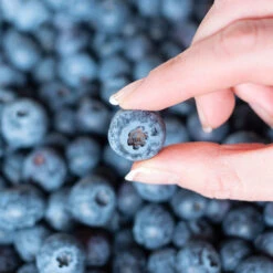 Spartan Blueberry Bush -Green Plant Store Spartan Blueberry 5 FGT