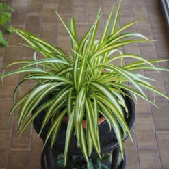 Spider Plant -Green Plant Store Spider Plant 1