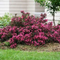 Spilled Wine® Weigela Shrub 9 Spilled Wine® Weigela Shrub -Green Plant Store Spilled Wine Weigela 1 FGT