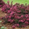 Spilled Wine® Weigela Shrub 1 Spilled Wine® Weigela Shrub -Green Plant Store Spilled Wine Weigela FGT 600x600 6a7e16ef 4df8 48a5 bd38 030385ba4fb0