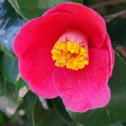 Spring's Promise Camellia Shrub 8 Spring's Promise Camellia Shrub -Green Plant Store Springs Promise Camellia 1 FGT