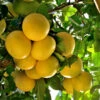 Star Ruby Grapefruit Tree -Green Plant Store Star Grapefruit 3600x600jpg