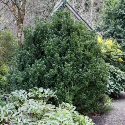 Steeds Japanese Holly Shrub -Green Plant Store Steeds Holly 1
