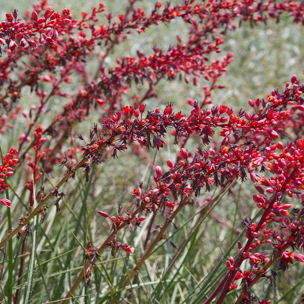Dwarf Red Yucca Stoplights 6 Dwarf Red Yucca Stoplights - Image 4