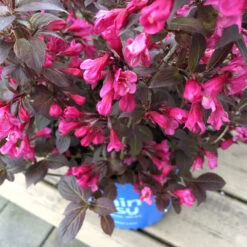 Stunner® Weigela -Green Plant Store Stunner weigela 1