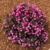 Stunner® Weigela -Green Plant Store Stunner weigela 600x600 374f2660 7429 4603 bcb3 1c1dcc3fcbf2