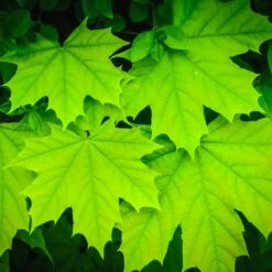 Sugar Maple Tree -Green Plant Store Sugar Maple