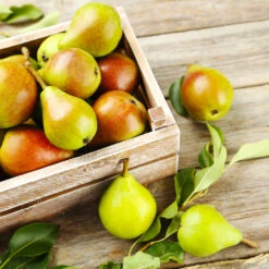 Summercrisp Pear Tree -Green Plant Store Summercrisp Pear 3 FGT