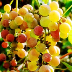 Summit Muscadine Grapes -Green Plant Store Summit muscadine Grape 3